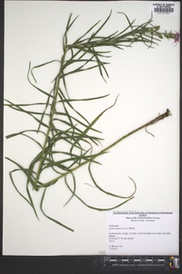 Liatris squarrosa image