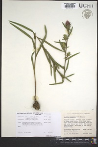 Liatris squarrosa image