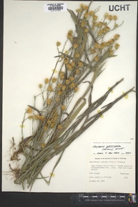 Pityopsis graminifolia image