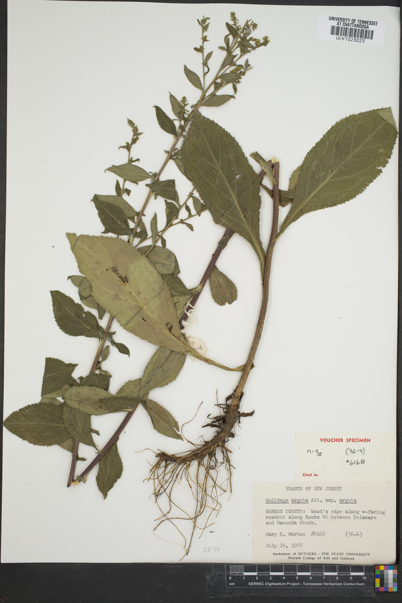 Solidago arguta subsp. arguta image