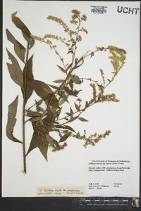 Solidago arguta subsp. caroliniana image