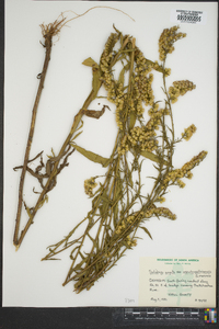 Solidago arguta subsp. pseudoyadkinensis image