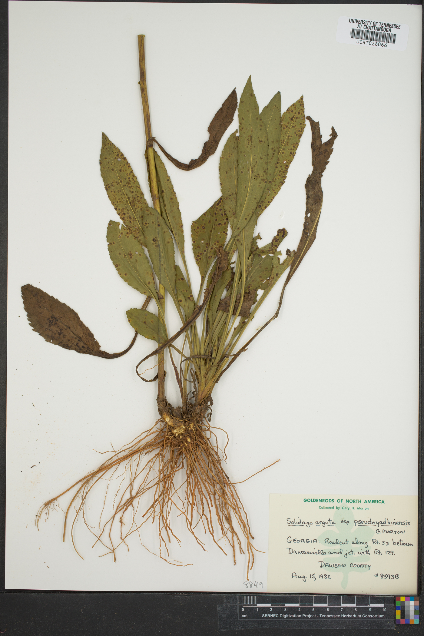 Solidago arguta subsp. pseudoyadkinensis image