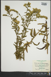 Solidago arguta subsp. pseudoyadkinensis image