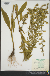 Solidago arguta subsp. pseudoyadkinensis image