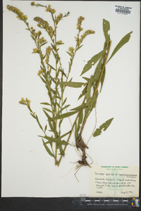 Solidago arguta subsp. pseudoyadkinensis image