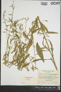 Solidago arguta subsp. pseudoyadkinensis image