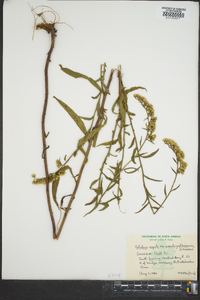 Solidago arguta subsp. pseudoyadkinensis image