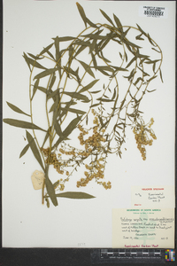 Solidago arguta subsp. pseudoyadkinensis image