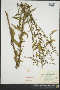 Solidago arguta subsp. pseudoyadkinensis image