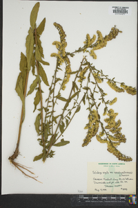 Solidago arguta subsp. pseudoyadkinensis image