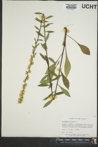 Solidago bicolor image