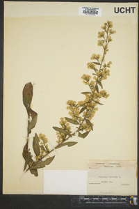 Solidago bicolor image