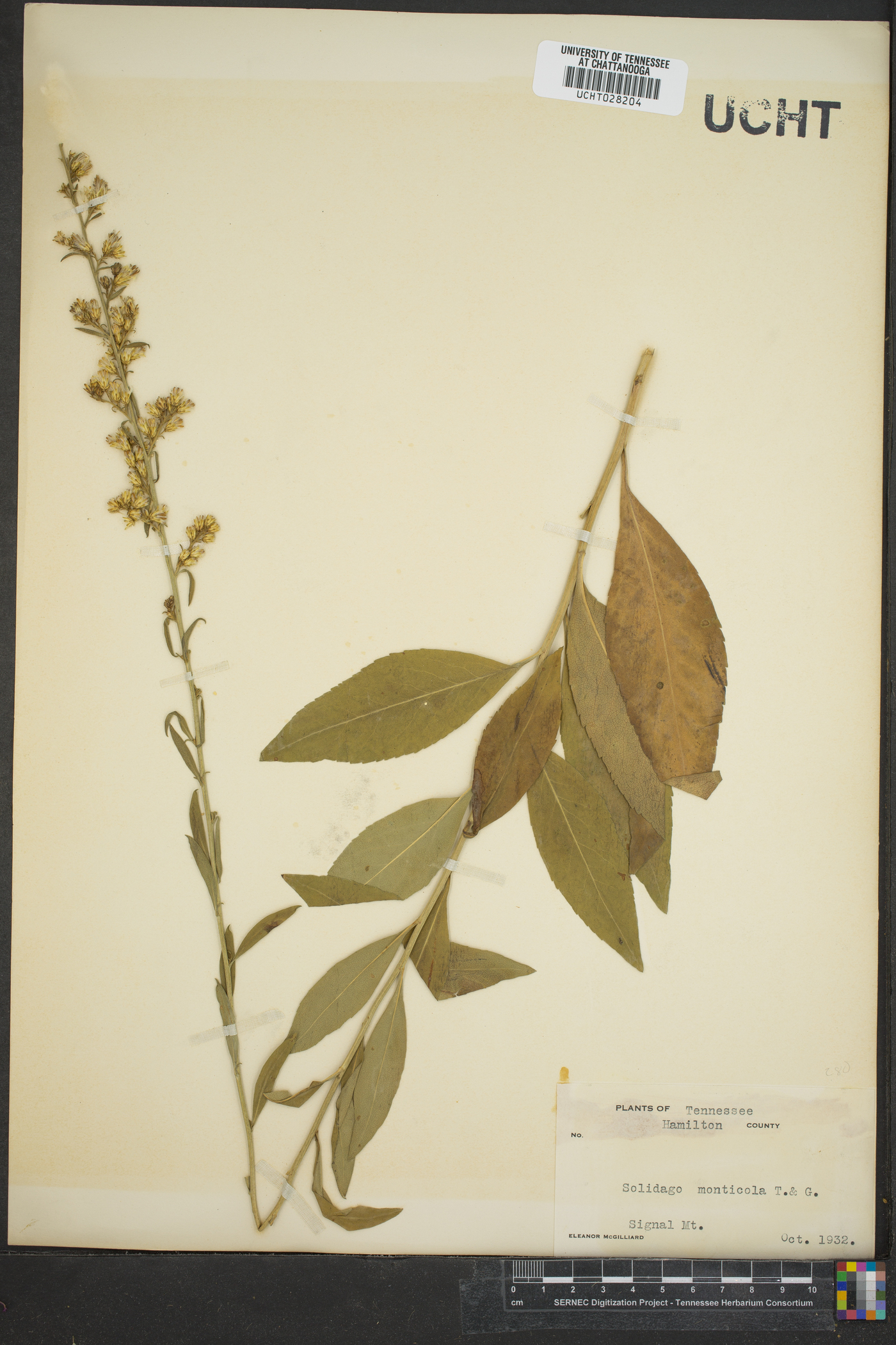 Solidago monticola image