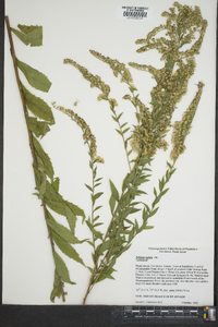 Solidago patula image