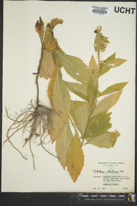 Solidago petiolaris image