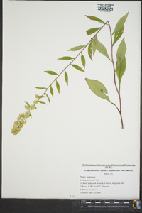 Solidago puberula image