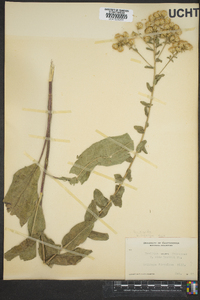 Solidago rigida image