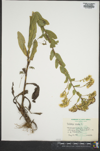 Solidago rigida image