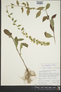 Solidago roanensis image