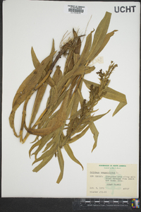 Solidago sempervirens image