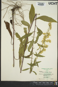 Solidago speciosa image