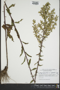 Solidago rigidiuscula image