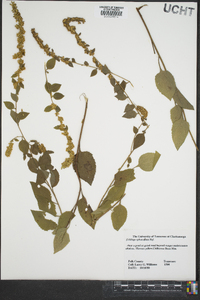 Solidago sphacelata image