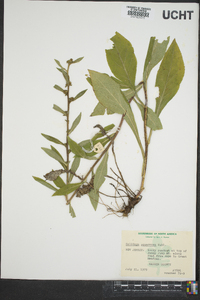 Solidago squarrosa image