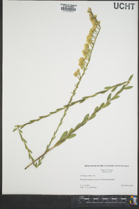 Solidago stricta image