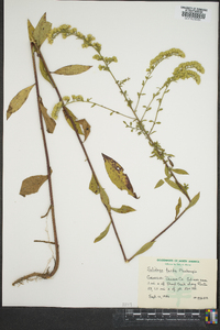 Solidago tarda image