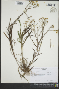 Solidago ptarmicoides image