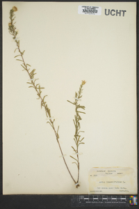 Ionactis linariifolia image