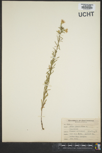 Ionactis linariifolia image