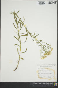 Sericocarpus linifolius image