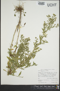 Sericocarpus tortifolius image