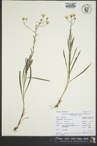Sericocarpus tortifolius image