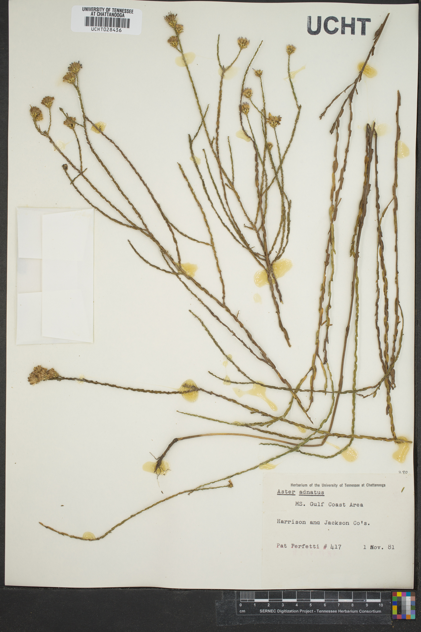 Symphyotrichum adnatum image