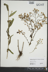 Symphyotrichum pilosum var. pilosum image