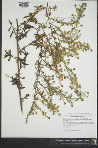 Symphyotrichum pilosum var. pilosum image