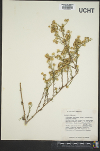 Symphyotrichum pilosum var. pilosum image