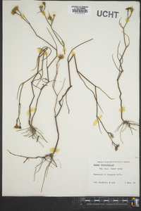 Symphyotrichum tenuifolium image