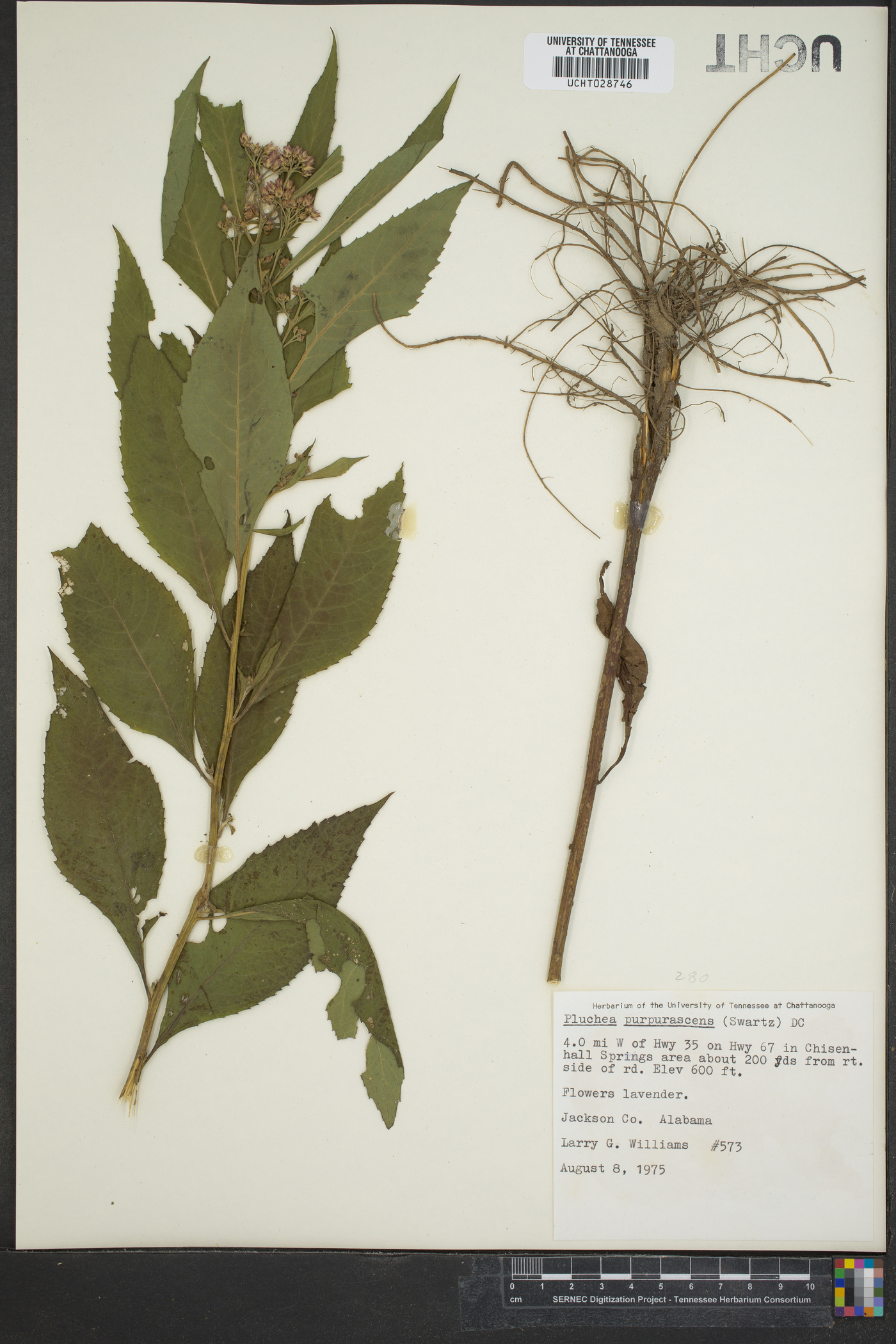 Pluchea odorata var. odorata image