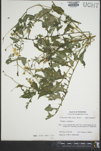 Polymnia canadensis image