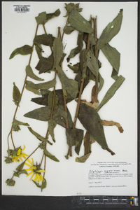 Silphium asteriscus var. asteriscus image