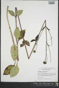 Silphium asteriscus image