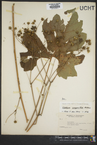 Silphium compositum image