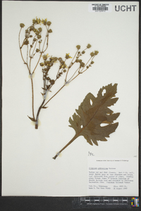 Silphium compositum image