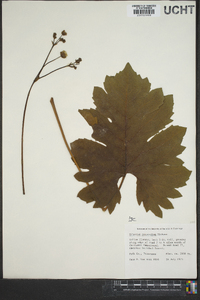 Silphium compositum image