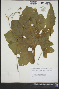 Silphium compositum image